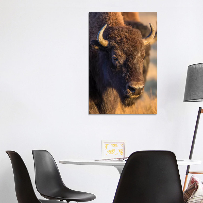 Usa, Wyoming, Yellowstone National Park, a Cow Bison. 1 Piece Wrapped Canvas Wall Art, 101.6 cm H x 66.04 cm W x 3.175 cm D
