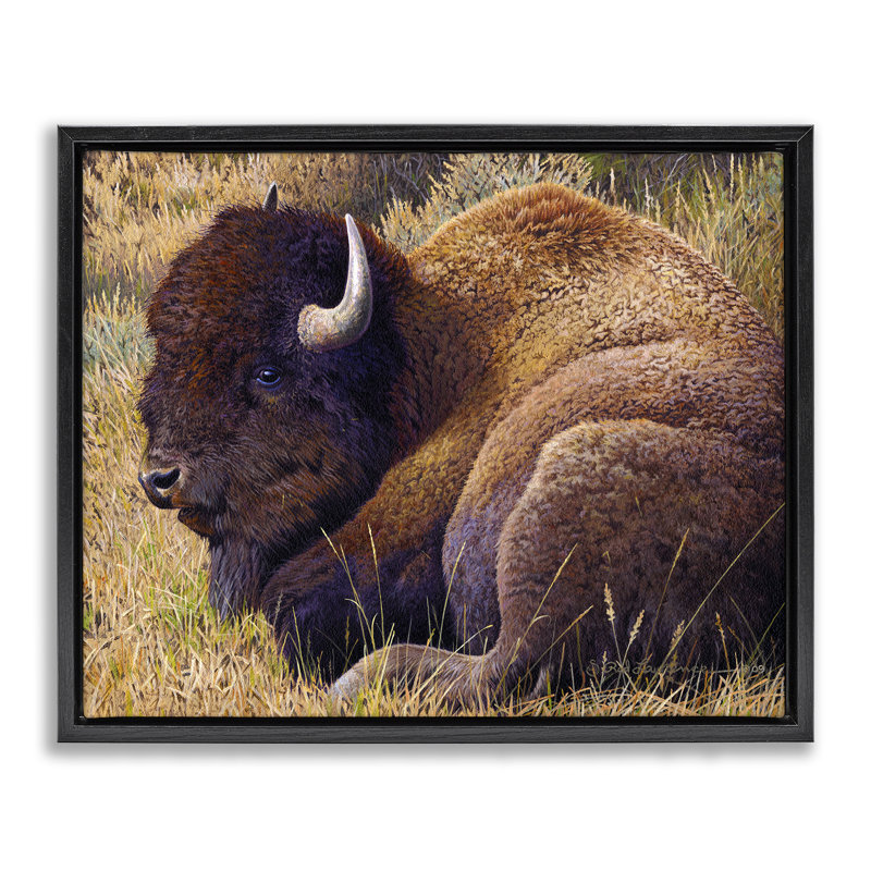 «Relaxing Young Bison Gray» par Rod Lawrence, Cadre flottant noir de jais, H 17 po x l 21 po