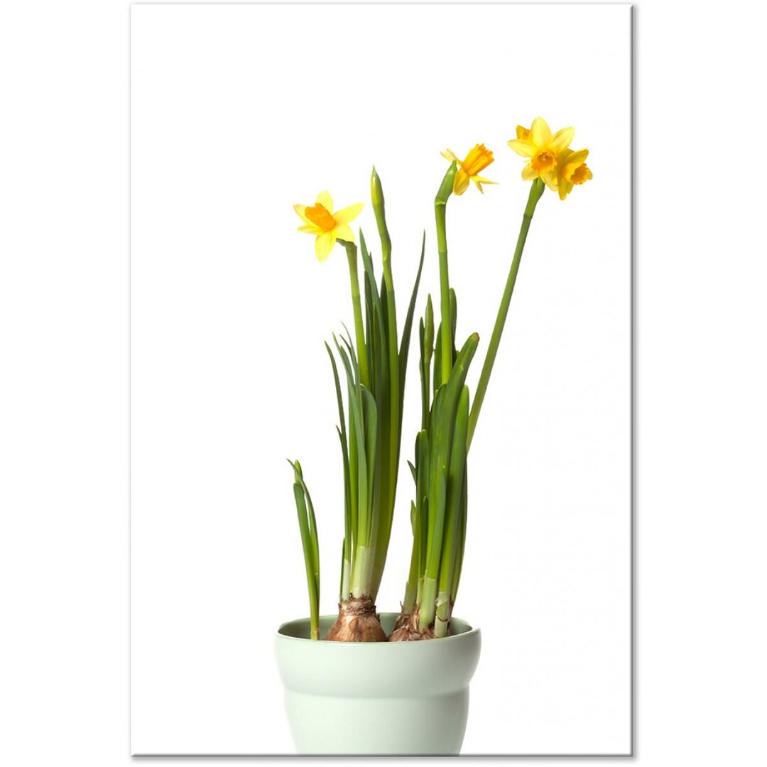 Leinwandbild Narcissus