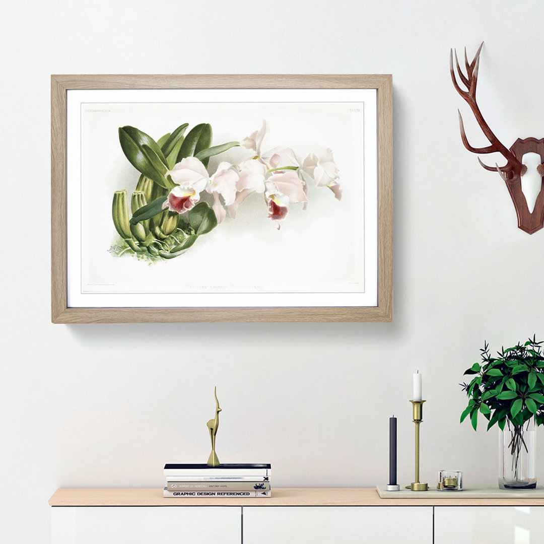 Magnolia Flowers Illustration Tab.75 by Frederick Sander - Framed Print