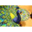 Olamon Colorful Peacock Statue