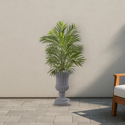 Areca Palm Tree with Gray Urn Planter