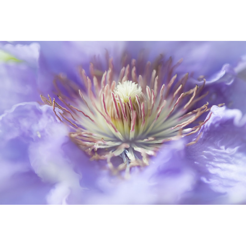 Heart Of The Camellia I by Gillian Hunt - Wrapped Canvas Print, 20cm H x 30cm W 