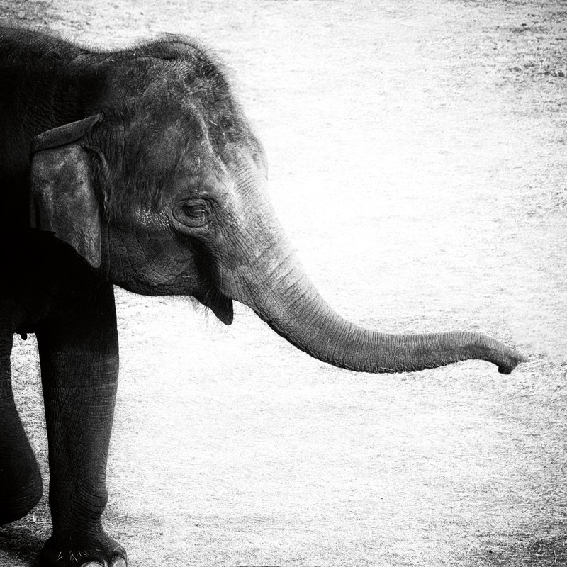 Éléphant II sans bordure, H 20 po x l 20 po, Oui, Cadre photo noyer