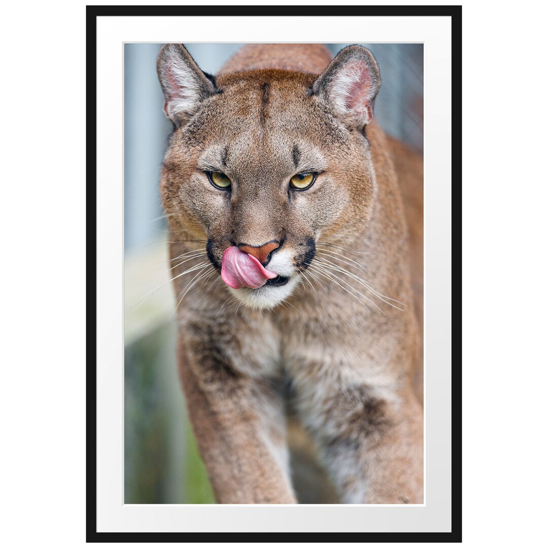 Anmutiger Puma Gerahmter Fotokunstdruck Poster