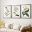 Antique Botanical Collection VII - reproduction sur mesure encadrée de qualité supérieure - 3 pièces-1991691634-1991691635
