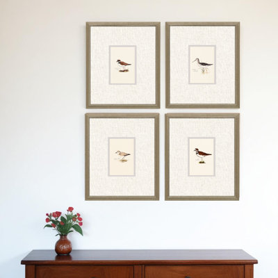 Ensemble de quatre oiseaux de rivage, impression encadrée dorée