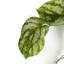Hanging Plants 35cm Faux Foliage Plant