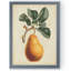 Poire antique botanique i-reproduction d’art encadrée-891656975-891657015