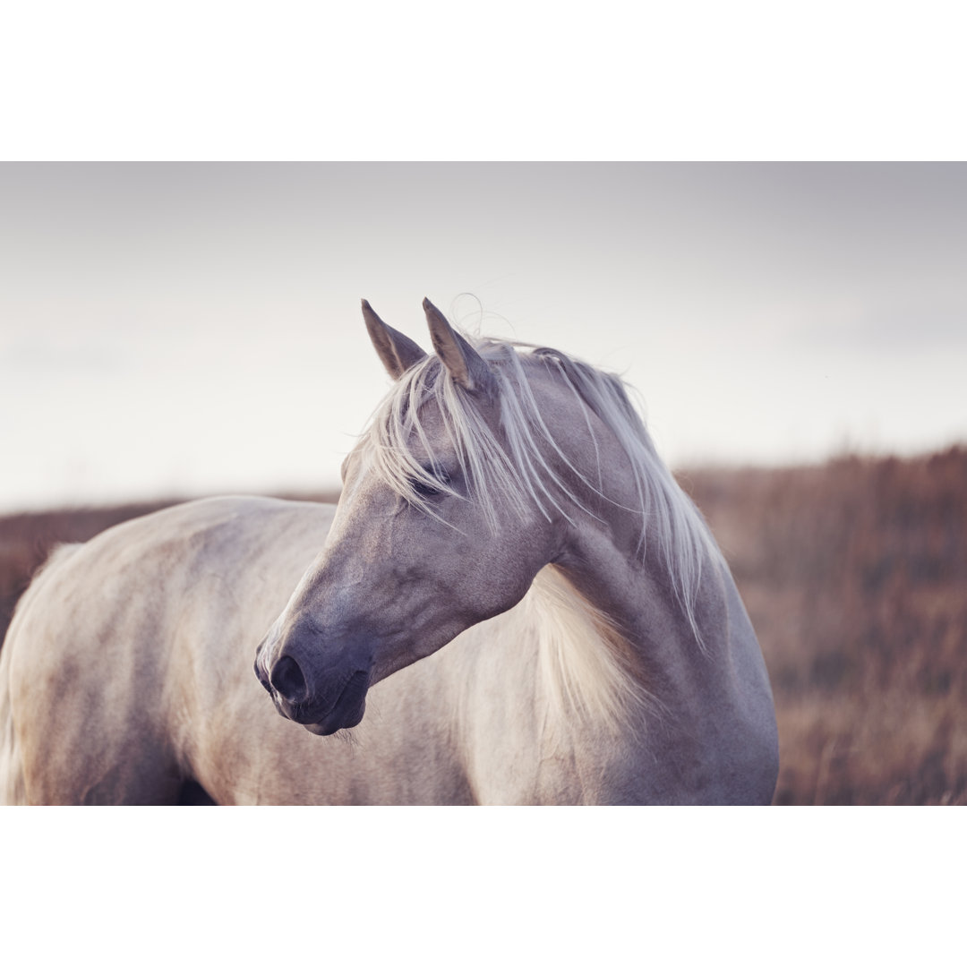 Porträt eines schönen Palomino-Pferdes - Druck