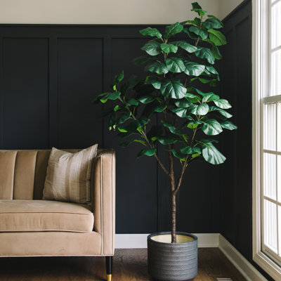 Figuier figuier figuier 4 branches en pot