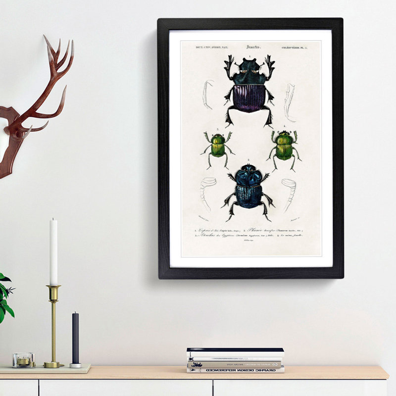Beetle Illustrations PL.5 by Charles d Orbigny - Framed Print, 63cm H x 45cm W x 2cm D, Black Framed
