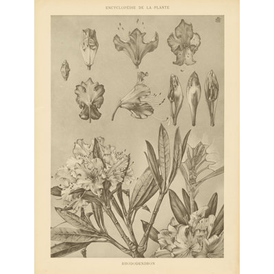 Rhododendrons by Wild Apple Portfolio - Wrapped Canvas Print