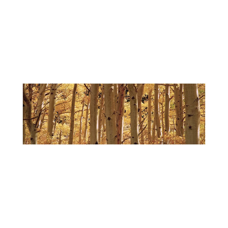 Aspen Trees In A Forest, Rock Creek Lake, California, USA - Wrapped Canvas Panoramic Print
