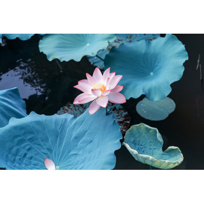 Fleur de lotus - Photographie sur toile tendue
