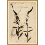 Herbarium 7 Giclee Print by Soicher Marin Archives