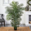 Areca Palm Tree in Pot-422536490