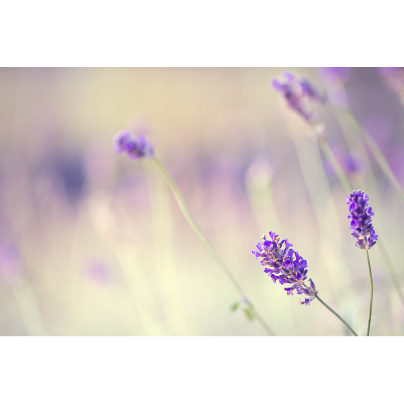 Lavender by Rike_ - Wrapped Canvas Print, 30cm H x 46cm W