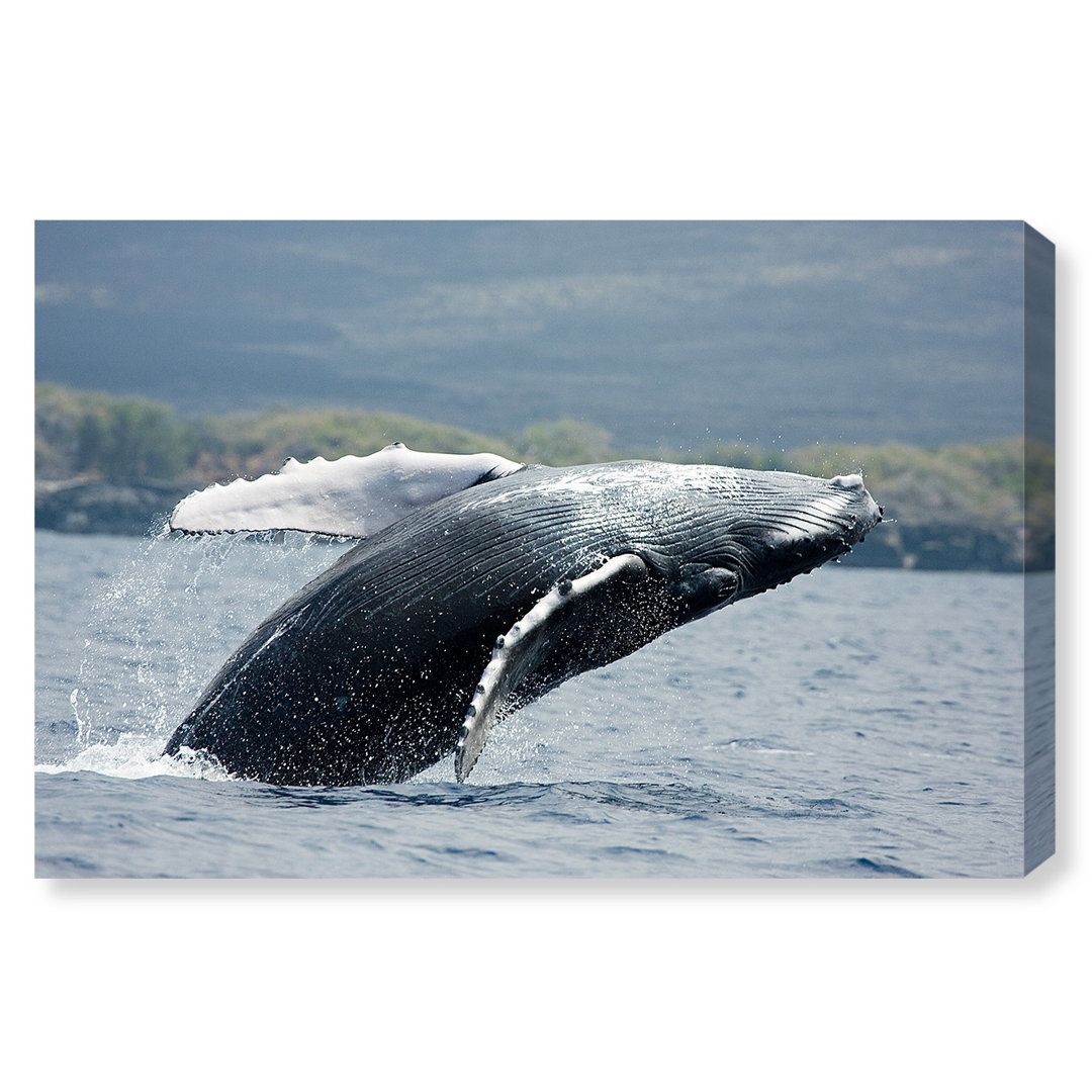 Humpback Whale by David Fleetham - Wrapped Canvas Photograph Print