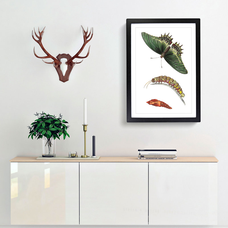 Caterpillar & Swallow-Tail Butterfly by George Shaw - Framed Print, 36cm H x 27cm W x 2cm D, Black Framed