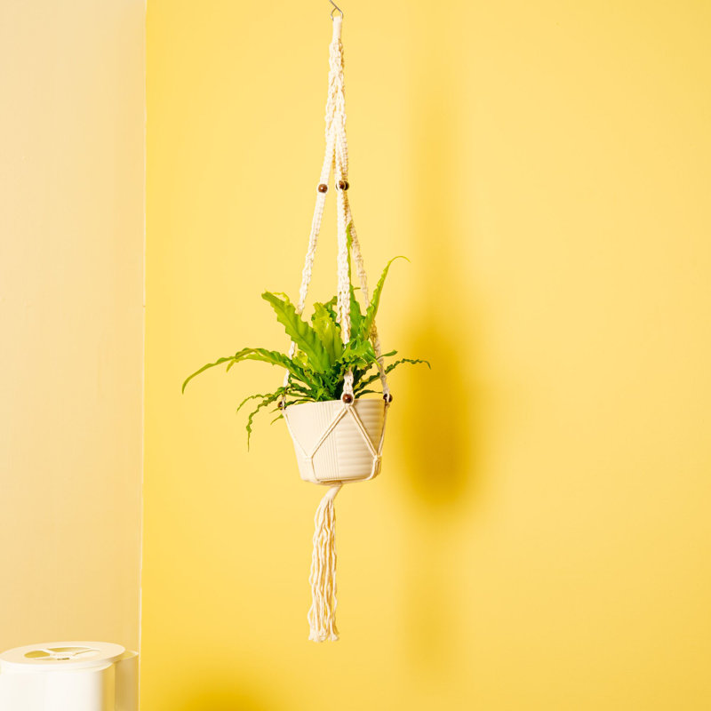 Bird''s Nest Fern Macramé in Décor Pot