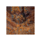 Underwater Beauty IX Print by Austin Beiv