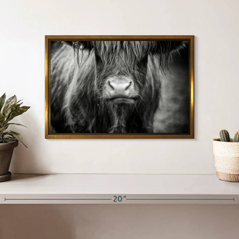 Vache Highland, Cadre flottant doré, 13 po x 9 po