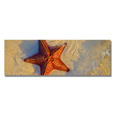" Starfish " by Preston