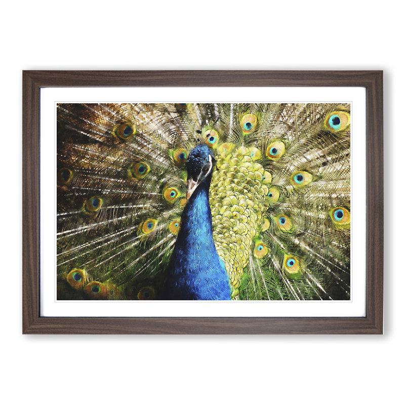 Peacock Vol.2 - Framed Print, 36cm H x 48cm W x 2cm D, Walnut Framed