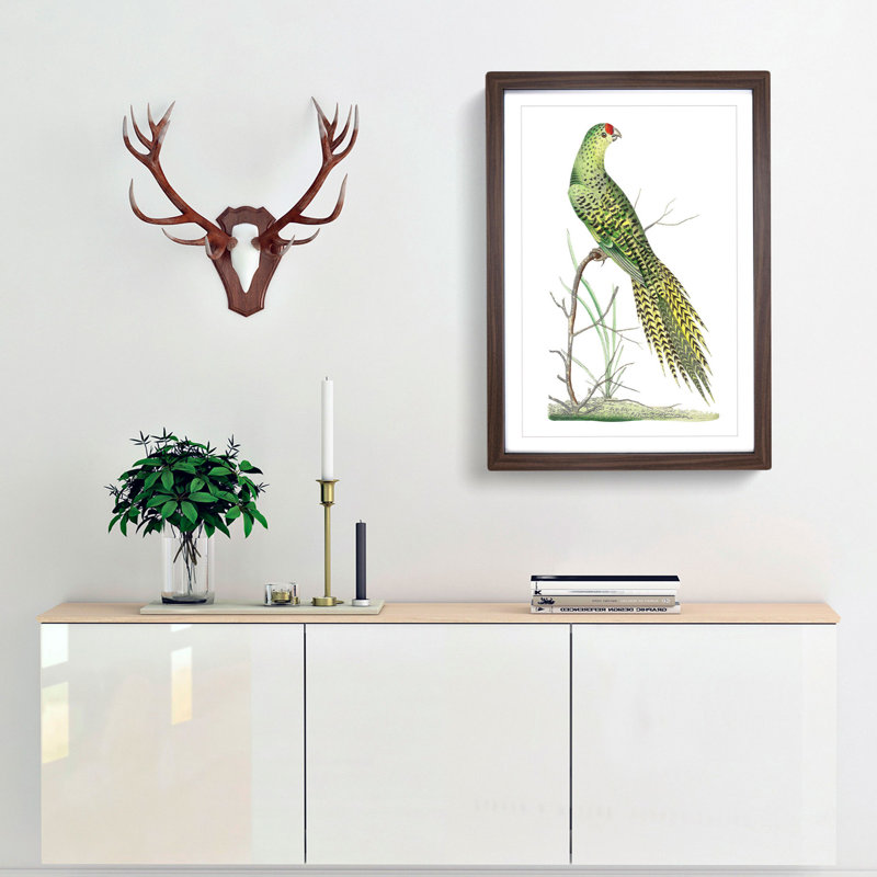 Ground Parrot by George Shaw - Framed Print, 48cm H x 36cm W x 2cm D, Walnut Framed
