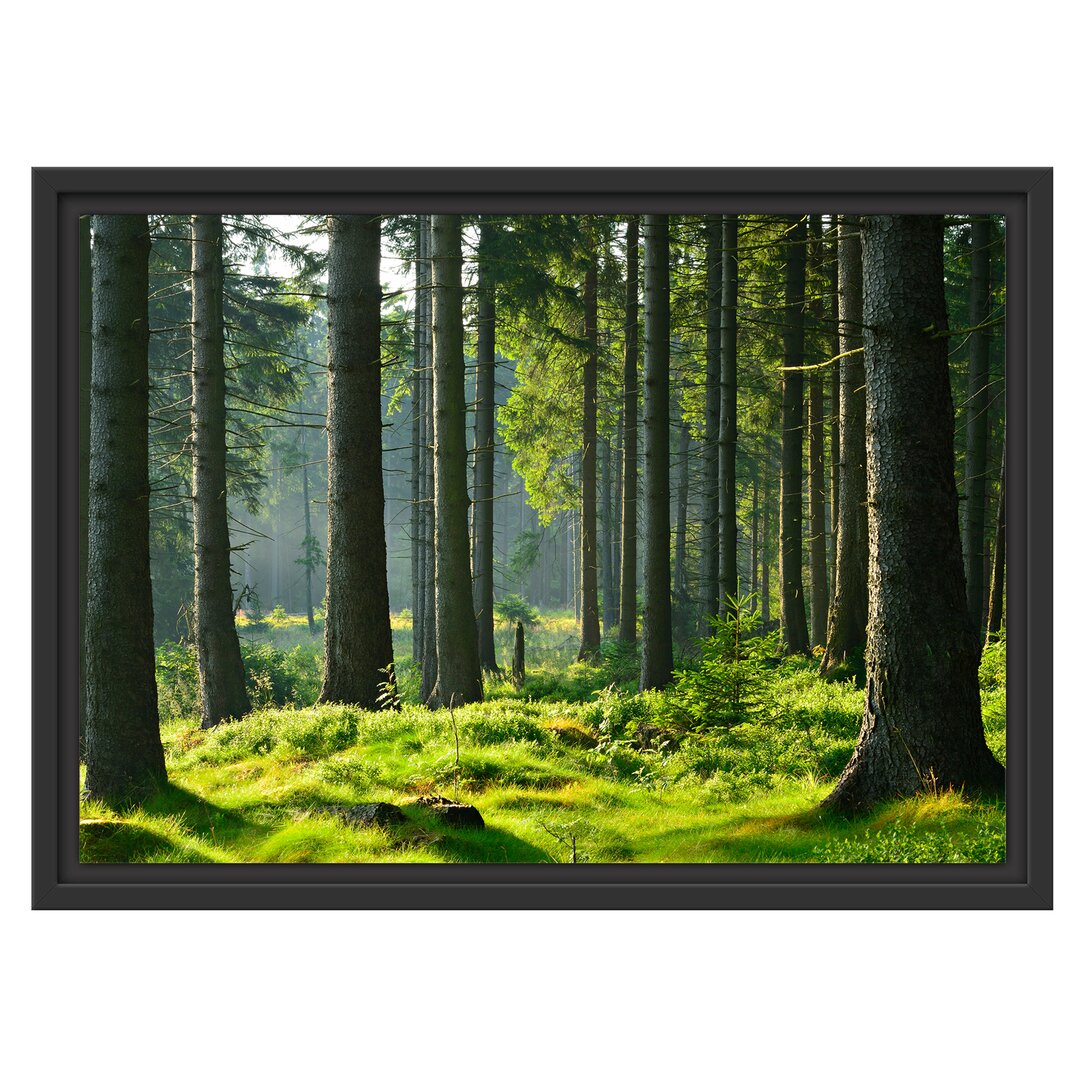 Sunny Day in the Forest Floater Frame Grafik-Kunstdruck auf Papier