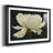 " Aglow "-520118886-520118809