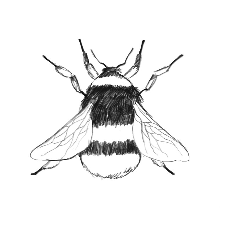 Bee Drawing - Wrapped Canvas Print, 51cm H x 51cm W x 3.8cm D