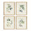 OLIVE STEMS STUDY