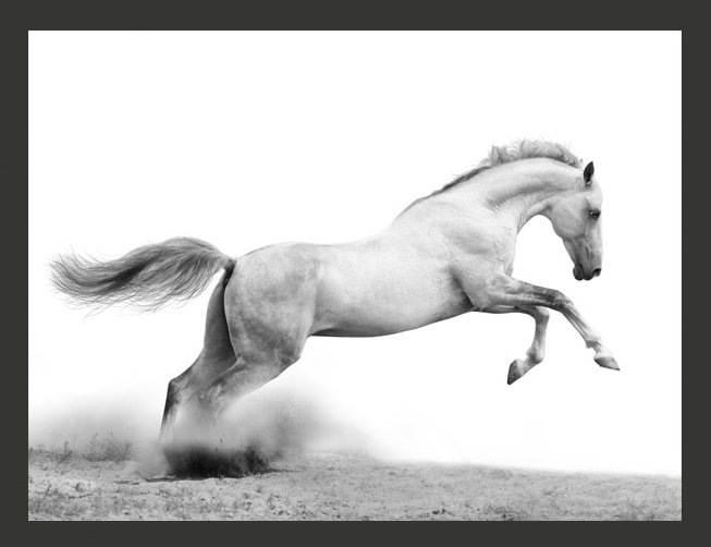 White Gallop 3.09m x 400cm Wallpaper, 2.31m x 300cm