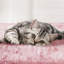 Zermatt 106cm H Cat Tree-48698636