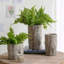Ensemble de 2 pots à fleurs Fillmore 6,5 x 6,5 x 6,5 po, petit rond
