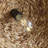 1-Lights Hand-Woven Rattan Cone Natural Pendant Light
