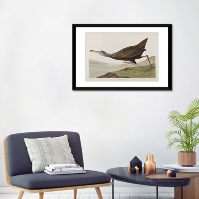« scolopaceus courlan », impression sur toile