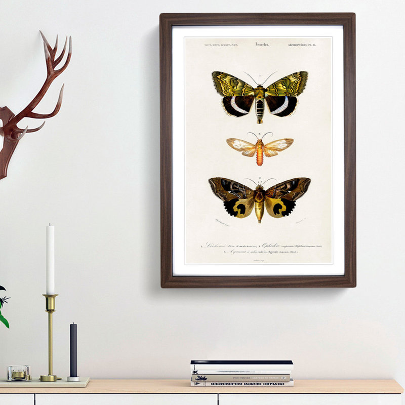 Moth Illustrations Pl.18 by Charles d' Orbigny - Picture Frame Painting Print, Walnut Framed, 36cm H x 27cm W x 2cm D