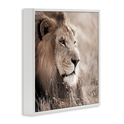 «Strong Gazing Lion», art de la giclée encadrée par Danita Delimont