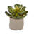 6'' Faux Succulent Plant in Ceramic Planter