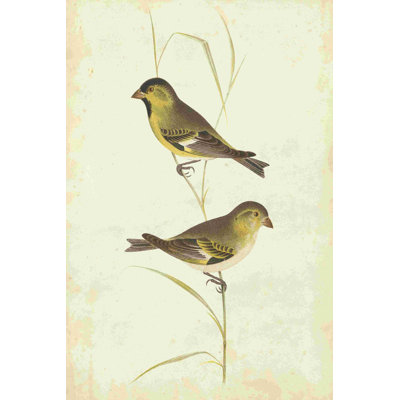 " Goldfinch " by Cassin Painting Print