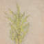 Desert Flora Triptych Set by Paul Meyer-942291533
