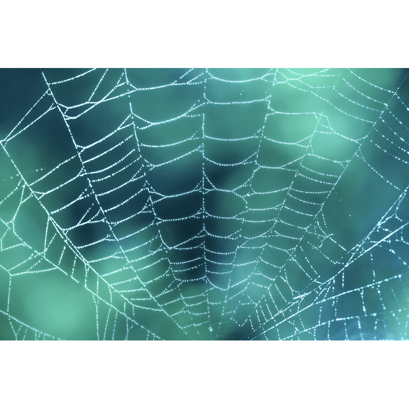 «Julie Spider Web» par Delpixart, H 20 po x l 30 po