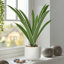 Riviera 17 "plante à feuilles vertes en pot en céramique blanche