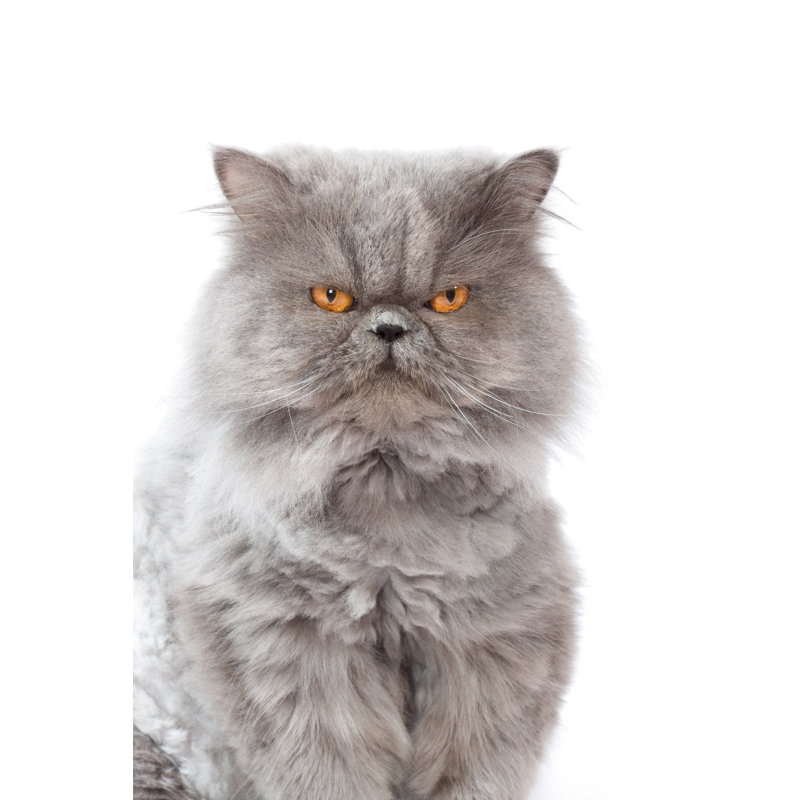 Gray Cat by Pixedeli, 48" H x 32" W