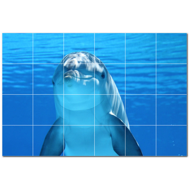 Dauphin photo 8 x 8