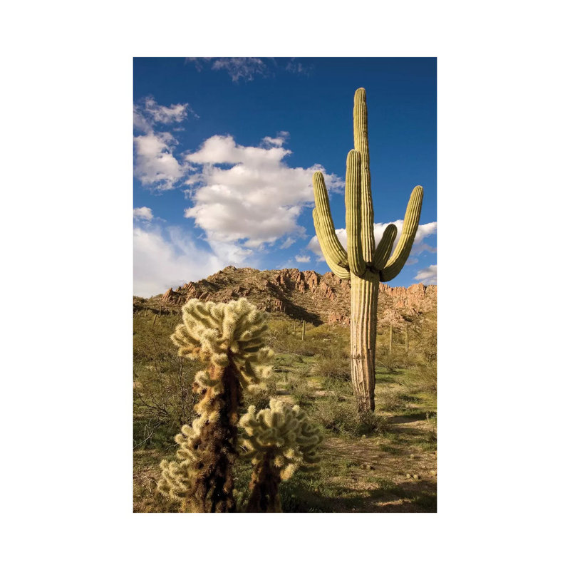 Saguaro Cactus In Desert, Arizona by Tom Vezo - Wrapped Canvas Print, 101.6 cm H x 66.04 cm W x 1.91 cm D