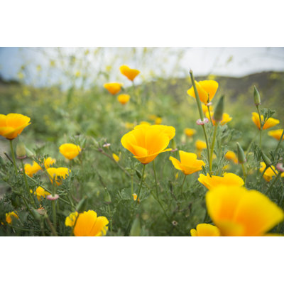 Poppies - Wrapped Canvas Print